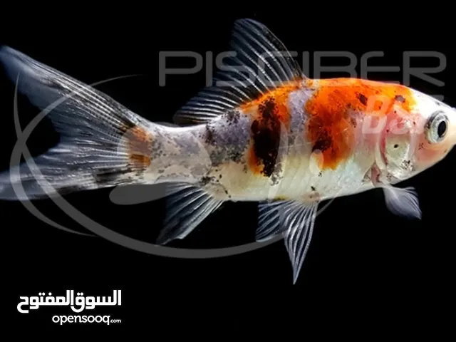 سمك دهبي مرقط ذكور واناث