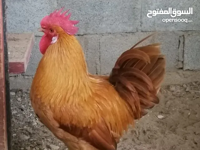 البيع دجاج فرنسي كولمبي