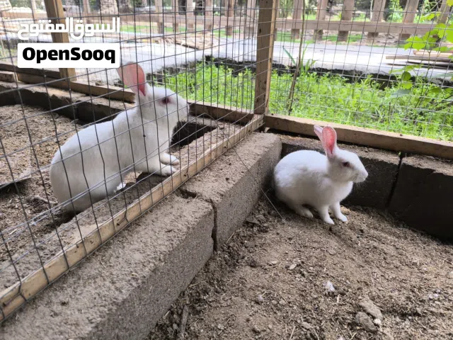 ارانب للبيع