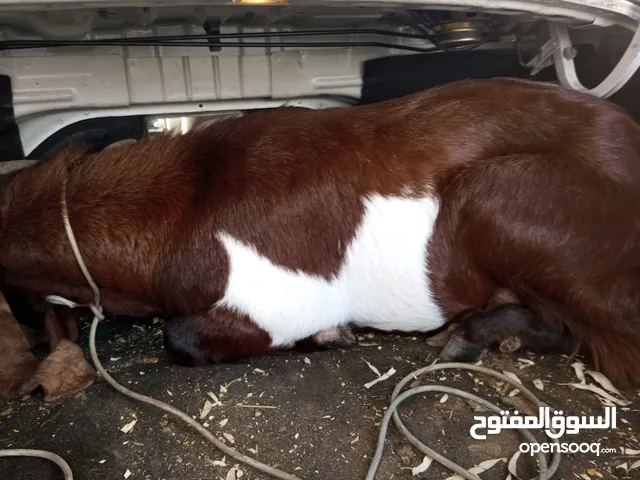 جدي تبارك الرحمان فحل مش نبدا عالي الله ايبارك عليه