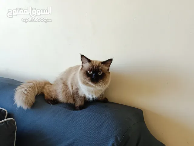Himalayan Male Cat 1 Year Old ( Vaccinated With Passport)