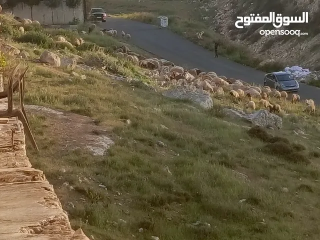لدي شقه في الياسمين للايجار قريبه من سيتي ستار قريبه من شارع الدرع قريبه من حي نزال قريبه على عبدون