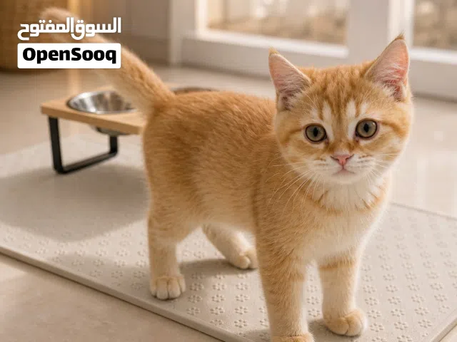 كيتن سكوتش ستريت للبيع- ذكر