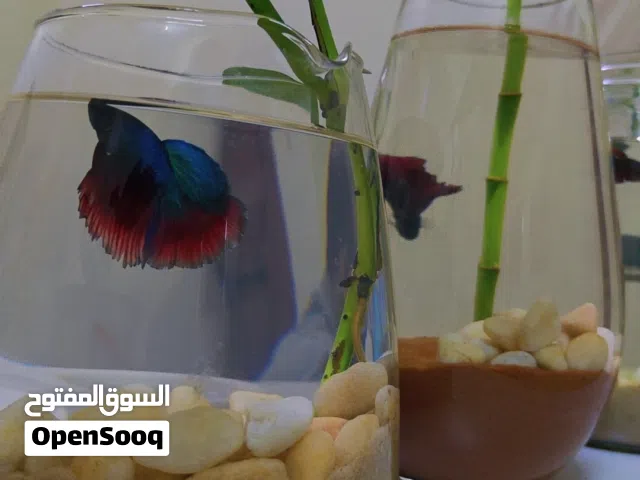 أسماك البيتا المقاتلة مع الأوعية والزينة Betta Fighter Fishes With Bowls and Decorations
