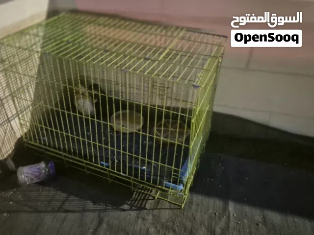 بطتين ذكر وأنثى مع قفص مميز