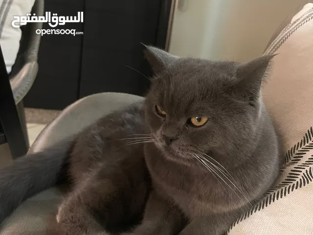 ذكر بريتش شورت هير معقم