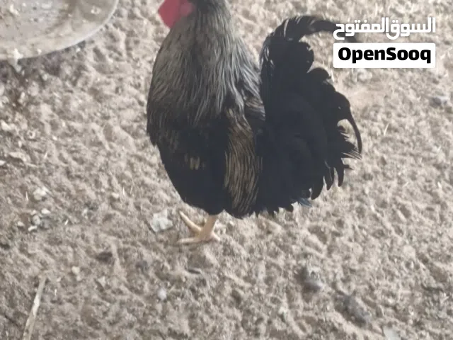 دجاج للبيع كما موضح