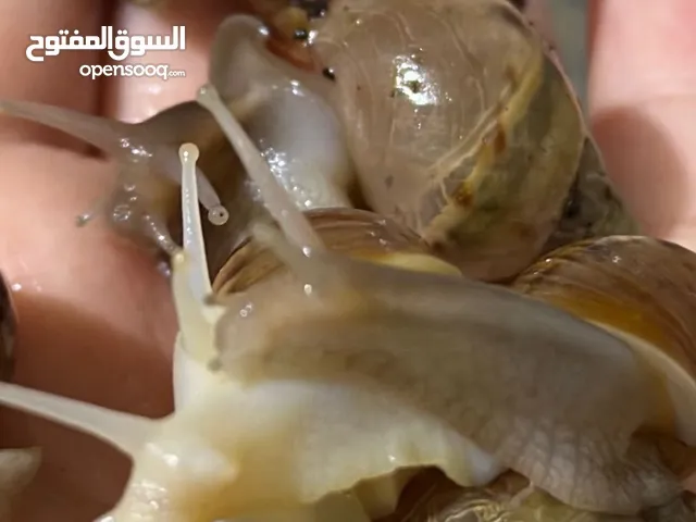 الحلزون الإفريقي العملاق الصغير