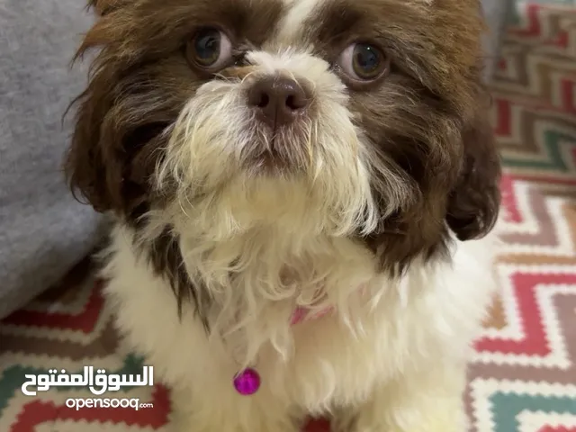 قطة انثى عمرها شهرين نوعها ميني شيزو السعر 40 BD