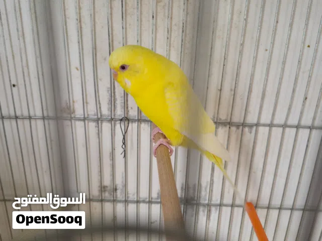 كوبيا بقلينو للبيع
