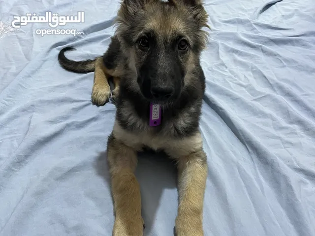 Leza 62 day متدربه تويلت