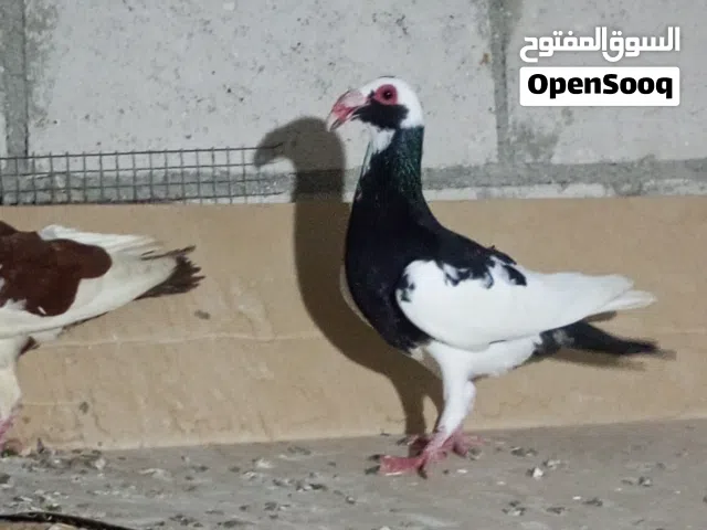 2 فحول اسكندرونيات