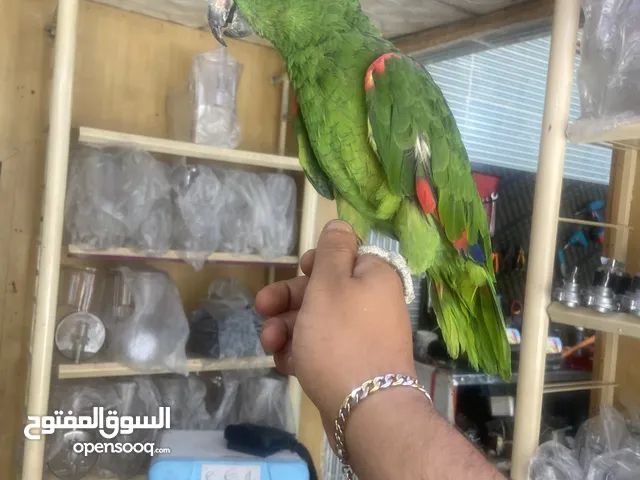 أليف نوع أمازوني