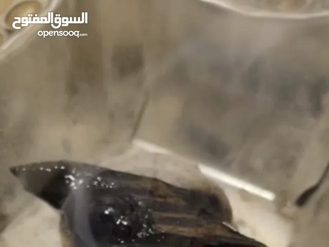 كيلو عود تايقر الاصلي دروجة اولى