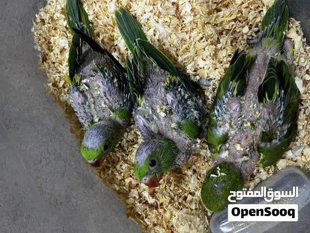متوفر فروخ متاتو لو اخضر حجم جامبو سعر الحبه 16 دينار