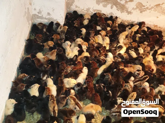 صيصان بلدي ورقابي وفيومي الذهبي بزره أصلية ماخذين التهاب صره وفيتامينات