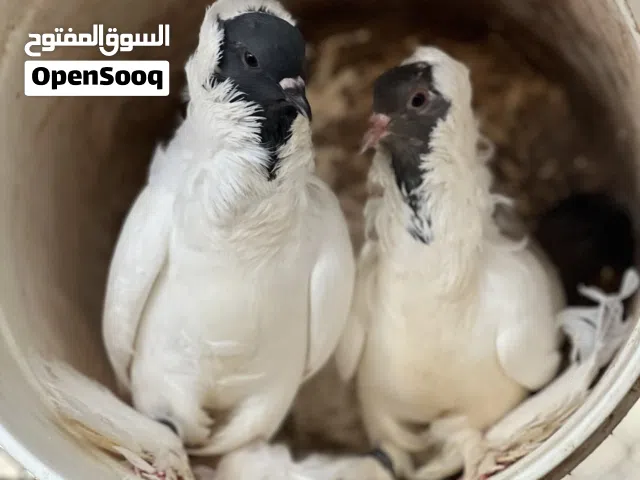 زوج نيجرو بيور