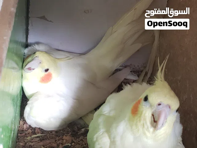 زوج كوكتيل لاتينو منتج