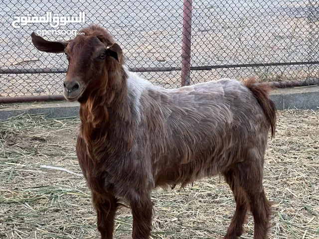 تيس عماني للبيع