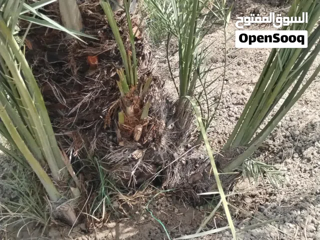 فسائل نخيل ساير