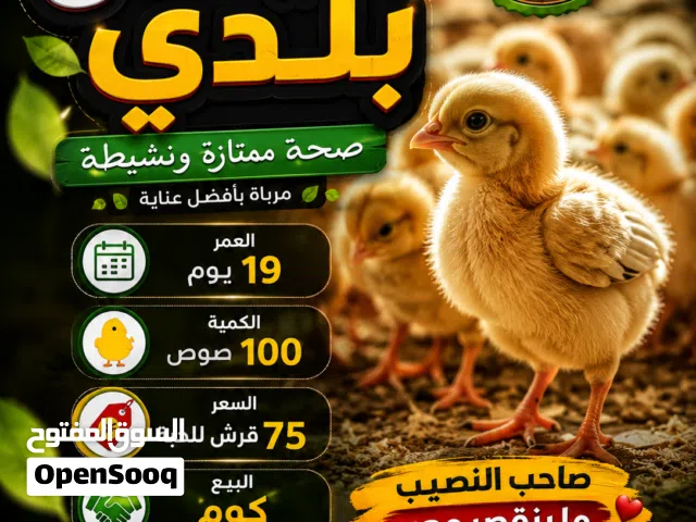 صيصان بلدي عمر 19يوم