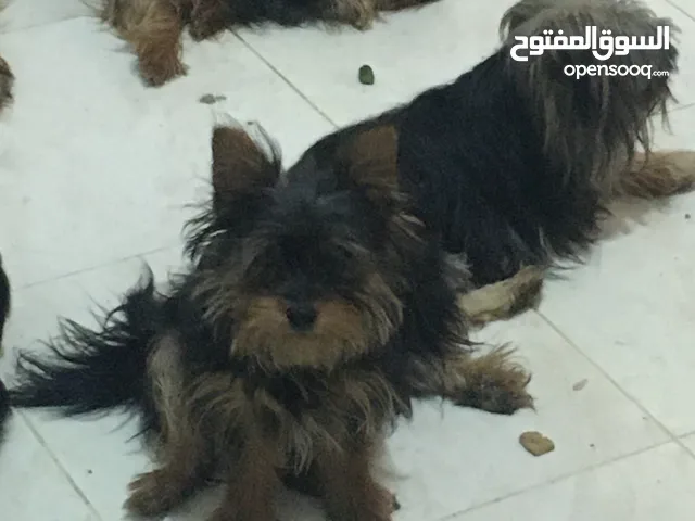 يورك شاير للبيع