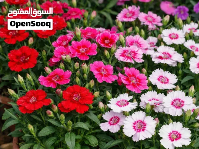 ورد وشتل للبيع