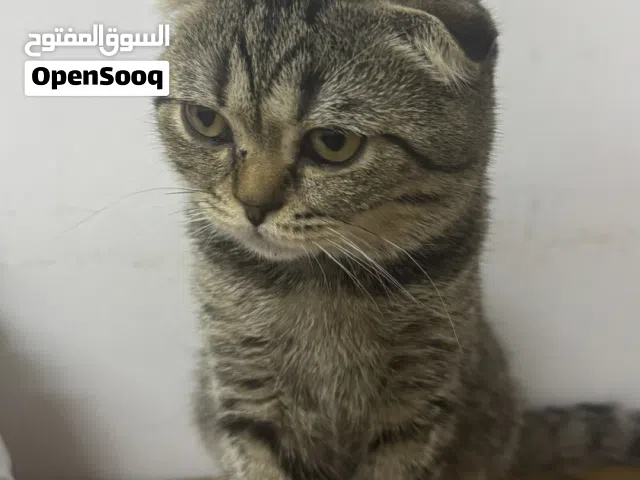 كيتين سكوتش فولد للبيع