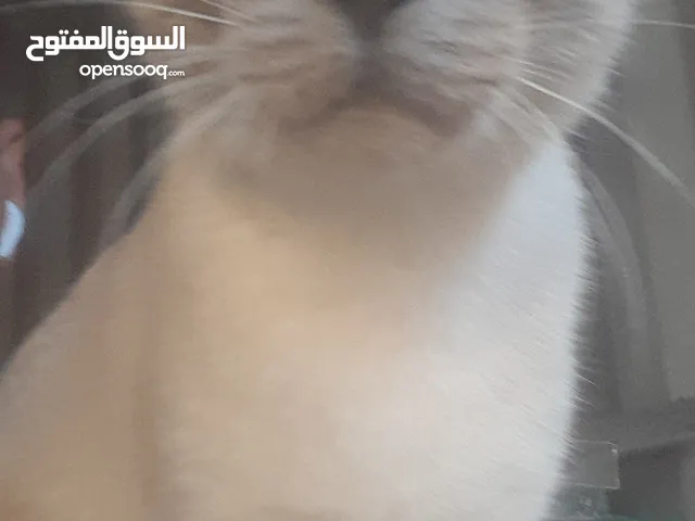 قطه للبيع سيامي