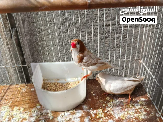 طائر الزيبرا الجامبو