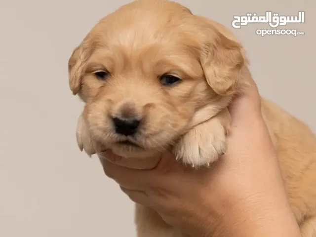 Golden retriever puppies