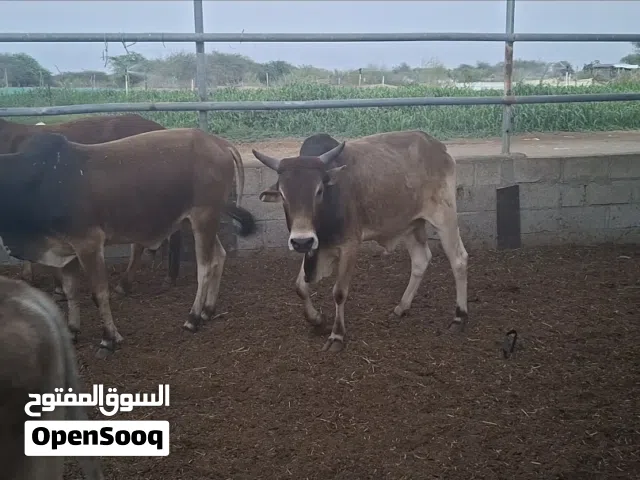 ثيران اضاحي سمان  التواصل اتصال + وتواصل واتساب 370
