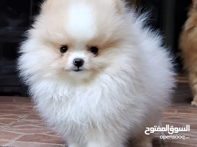 puppy's available