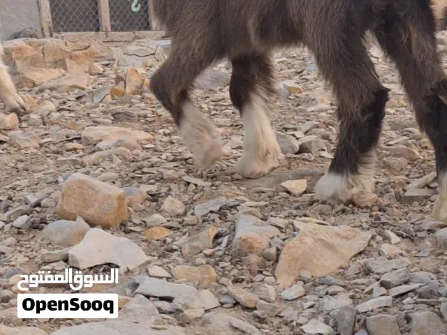 مواليد للبيع