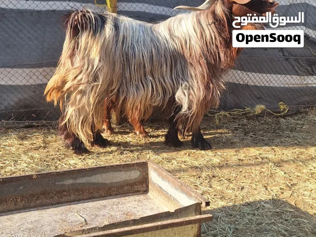 للبيع تيس احمر كامل راهي وسمين تبارك الرحمان