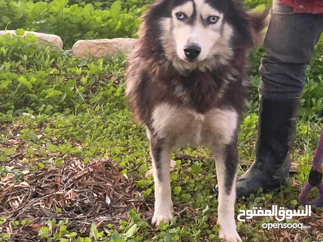 كلبة هاسكي للبدل على حمام بلدي او عصافير
