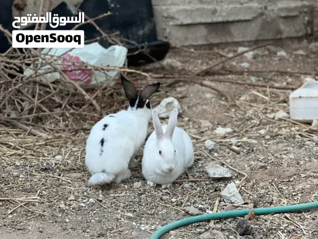 سبع اناثي وذكر للبيع
