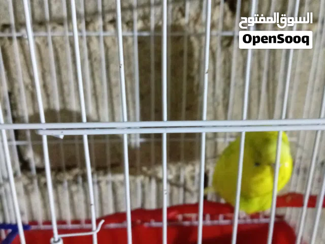 طيور حب للبيع زوج