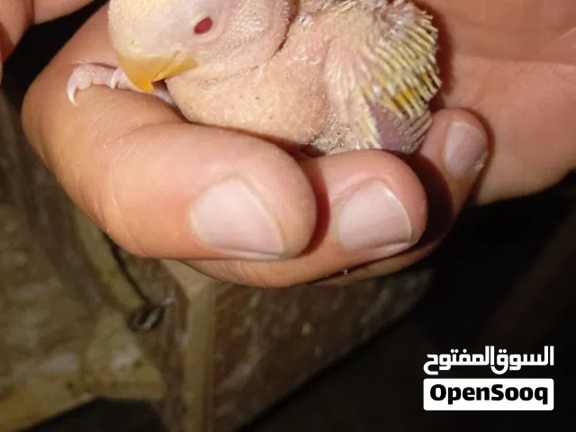 فرخ روز اينو وفرخين كنار