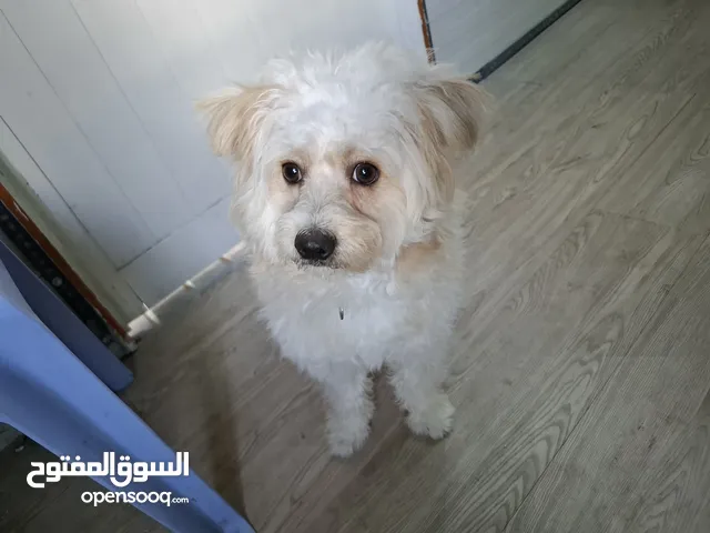 Beautiful Maltese male 1 year