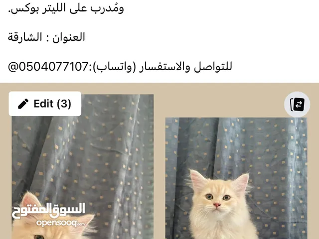 Persian × Siberian Kittens for (Adoption with Fees)
