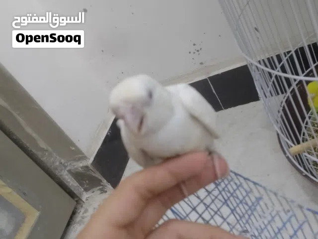 كوكتيل البينو بي خمول شوي بداية افطام الطير مكصوص شوي من جناحة اليف عيون حمر