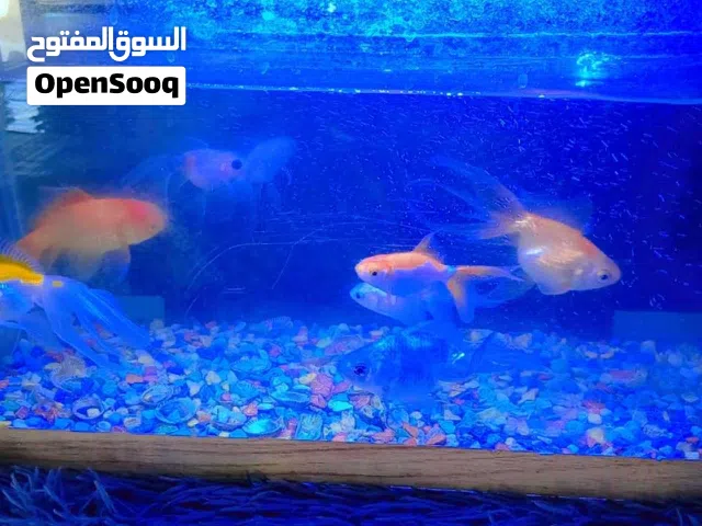 حوض سمك تسع سمكات