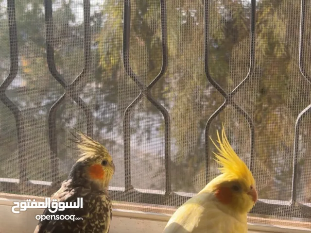 مطلوب كوكتيل ذكر شغال أليف بسعر مناسب