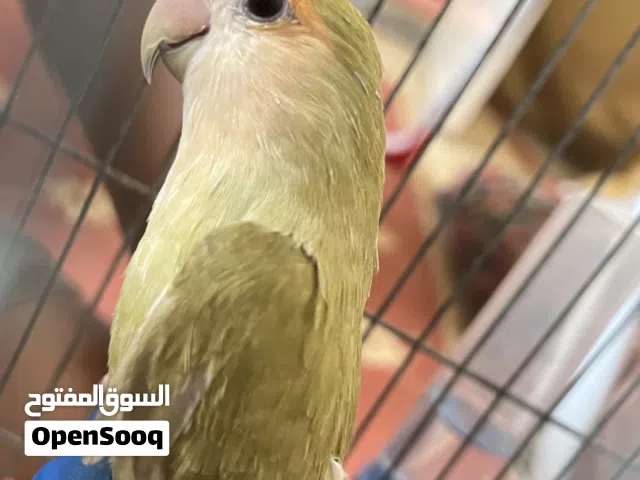 بركديلو للبيع