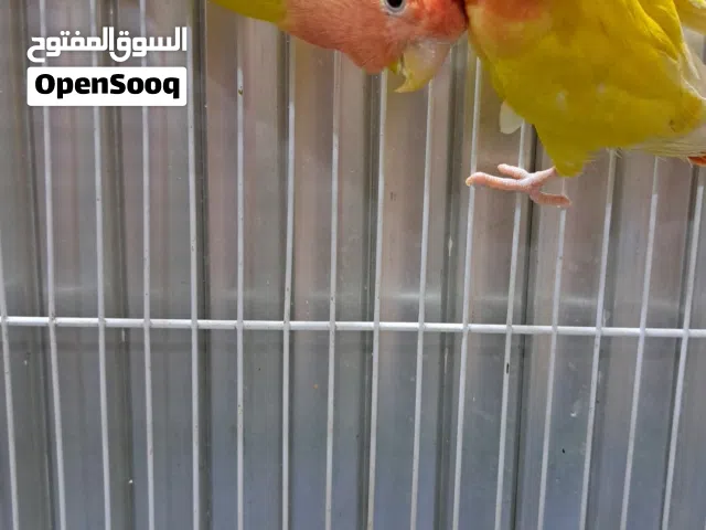 عصافير روز اصفر البينو