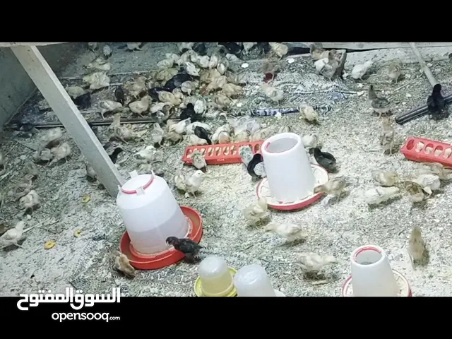 صوص جاج بلدي عمر 20 يوم  رن عليه ابعثلك ڤيديو
