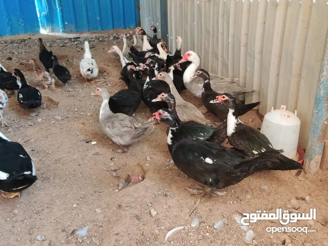 بط بلدى مصرى
