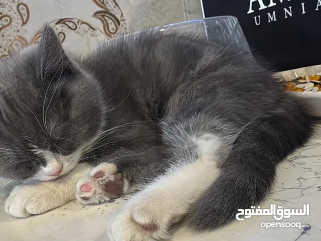 قط شانشيلا عمر أقل من شهرين