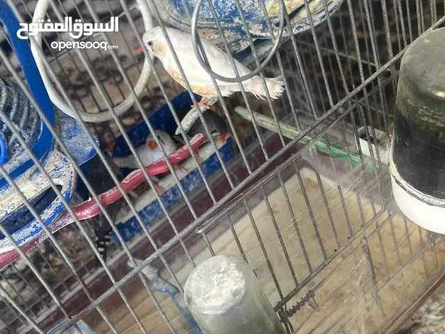 عصافير طيور الجنه مع القفص